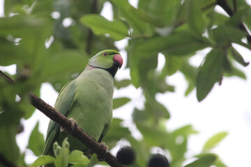 Mumbai, 15 August 2021: The parrot is looking for fruit.