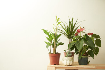 Potted plants placed on table