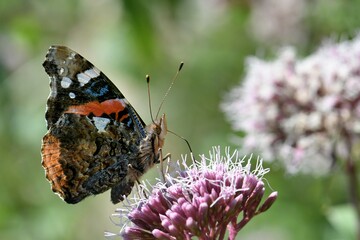 papillon vulcain 1