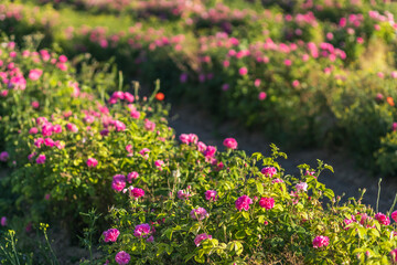 A field of pink roses. beautiful background