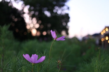 コスモス（Cosmos）