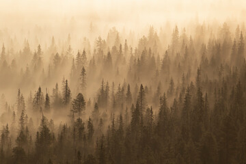 Fog covering the boreal taiga forest during autumn sunrise in Finnish nature, Northern Europe