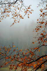 foliage in fall colors on the branches. blurred nature background with forest on the shore of a lake. mysterious foggy weather.