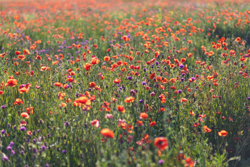 A blooming poppy field. Floral background