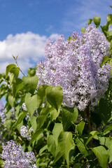 Syringa blossom vertical photography. Blue lilac color, many small flowers syringa branch