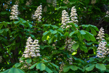 Chestnut blossom, branch of blossoming chestnut tree with leaves and flowers