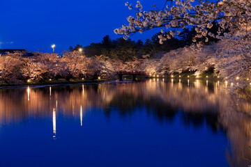 Night cherry blossoms that are lit up and shine on the surface of the water