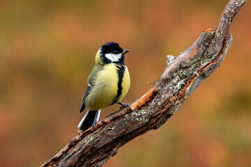 Obraz premium Great tit, Parus major perched on a branch on colorful autumnal background