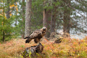 Adult raptor Golden eagle, Aquila chrysaetos perched on a stump during autumn foliage in taiga forest in Northern Finland, Europe - obrazy, fototapety, plakaty