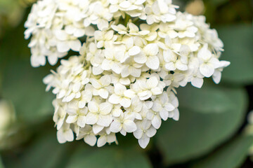 White hydrangea on the background of the garden