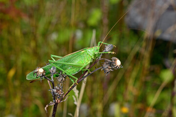 Great green bush-cricket // Grünes Heupferd (Tettigonia viridissima)