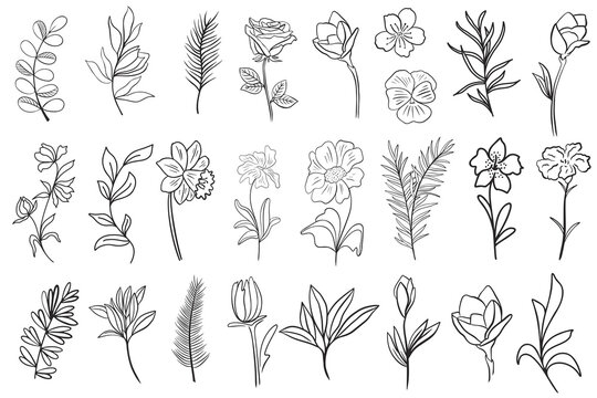 Set of flower leaves and branches for creating cards, banners and backgrounds vector illustration. Collection of hand drawing botanical elements. Graceful beautiful natural details for design.
