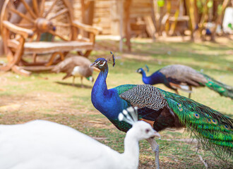 Exotic peacock birds walking on a meadow. Beautiful peacocks close up. Peacock birds in a tropical...