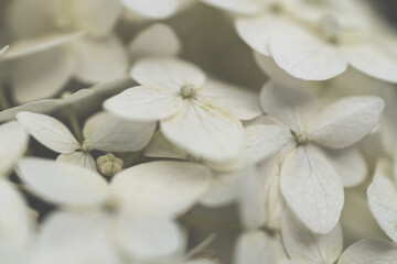 White hydrangea on the background of the garden macro photography