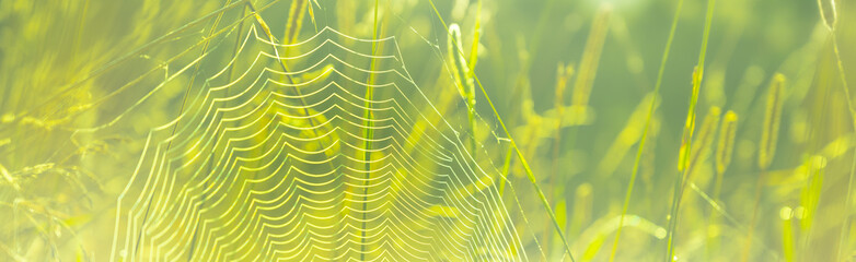 Natural green meadow background withe spider web texture. Wide abstract wallpaper.