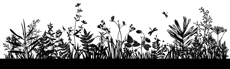 Background with black silhouettes of meadow wild herbs and flowers. Wildflowers. Wild grass. Set of silhouettes of botanical elements.