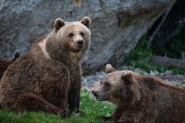 Juraparc vaud suisse, loups et Ours