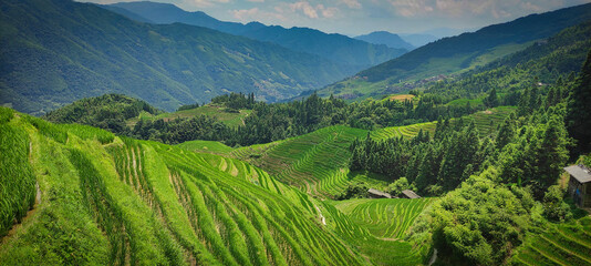 Rice terrase