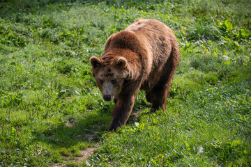 Fototapeta na wymiar Juraparc vaud suisse, loups et Ours