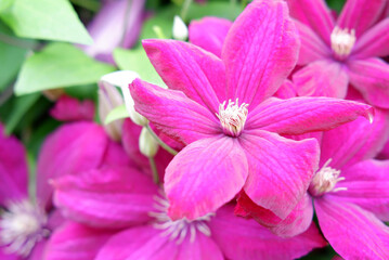 Beautiful bright purple clematis flowers with green leaves close-up in the garden, background
