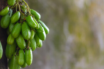 Averrhoa bilimbi (commonly known as bilimbi, cucumber tree, or tree sorrel is a fruit-bearing tree of the genus Averrhoa, family Oxalidaceae. It is a close relative of the carambola tree