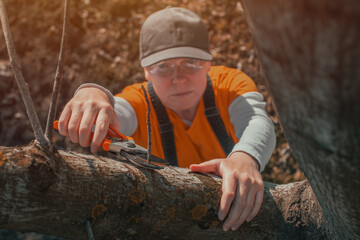Obraz premium Female gardener using pruning shears to cut of the walnut tree branches in orchard