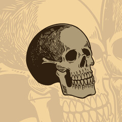 Vector illustration of human skull in ink hand drawn style. Skeleton head anatomy vintage engraving line art design. Simple skull logo for t-shirt, poster, decoration etc.