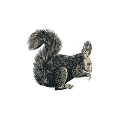 Squirrel sketch engraving vector illustration. Antique engraved hand drawing of eastern squirrel isolated on white background. Cute forest animal concept for t-shirt apparel print design.