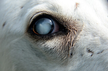 View into a dog's eye that is affected by cataract