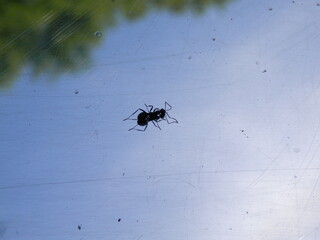 金属板の上を歩く一匹のアリ