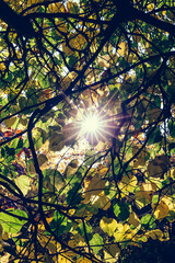 Obraz premium Sun shining through autumn leaves