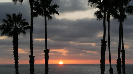 Fototapeta na wymiar Palms silhouette on twilight sky, California USA, Oceanside. Dusk gloaming nightfall atmosphere. Tropical pacific ocean beach, sunset afterglow aesthetic. Dark black palm tree, Los Angeles vibes.