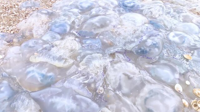Close-up of cornerot and aurelia jellyfish on the sandy shore and in the water. Ecological catastrophe. Threat to humans. The invasion of jellyfish in the sea. Rhizostoma pulmo and Aurelia aurita 