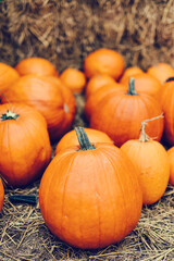 Halloween pumpkins on hay.