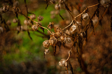 
large dry rose seeds on the bush in autumn