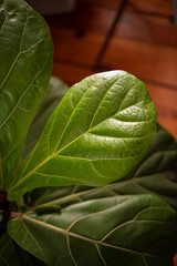 
large green leaves with texture in the studio
