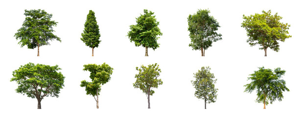 Set beautiful trees isolated on white background, Collection of Isolated Trees on white.