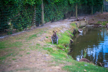 ニュージーランドのクライストチャーチの観光名所を旅行している風景 Scenes from a trip to the sights of Christchurch, New Zealand.