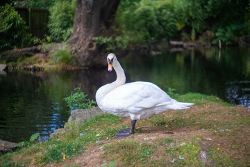 ニュージーランドのクライストチャーチの観光名所を旅行している風景 Scenes from a trip to the sights of Christchurch, New Zealand.