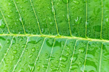 Macro closeup of Beautiful fresh green leaf with drop of water nature background.