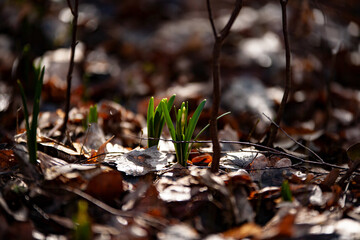 
snowstorms in the forest litter