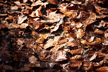 green damp leaves in the autumn morning