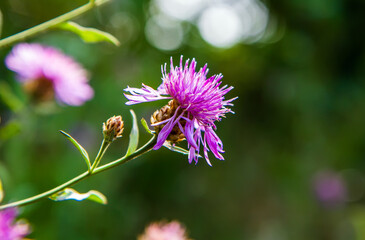 Pink flower on a blurry background.