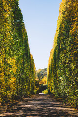 Hedge alley in autumn Oliwski Park in Gdansk, Poland