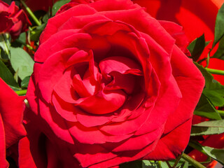 Red  rose close up