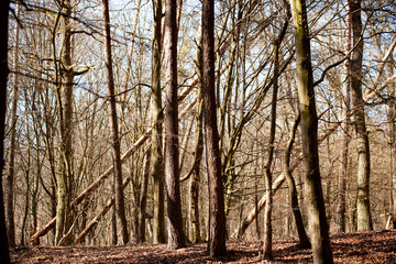 
lying trees blown by the wind in the forest