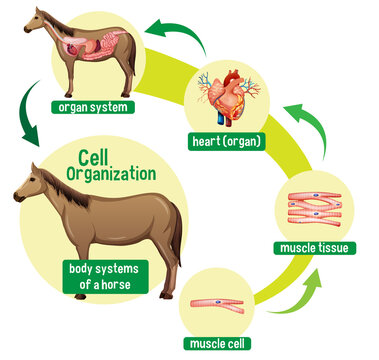 Diagram showing cell organization in a horse