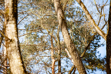 dry bright pines growing in the scorching summer sun
