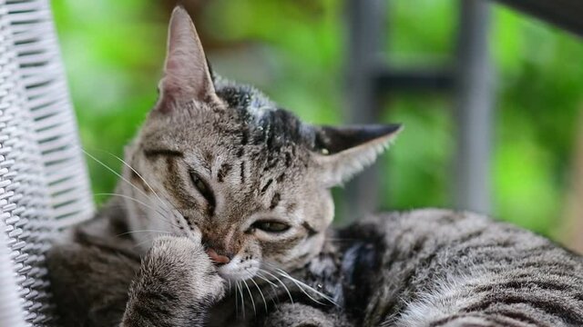 A domestic cat  spends time licking its coats to keep them clean and detangle fur