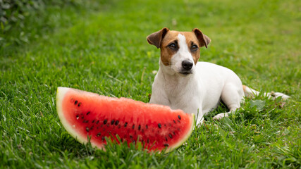 Jack russell terrier dog eating watermelon on the green lawn